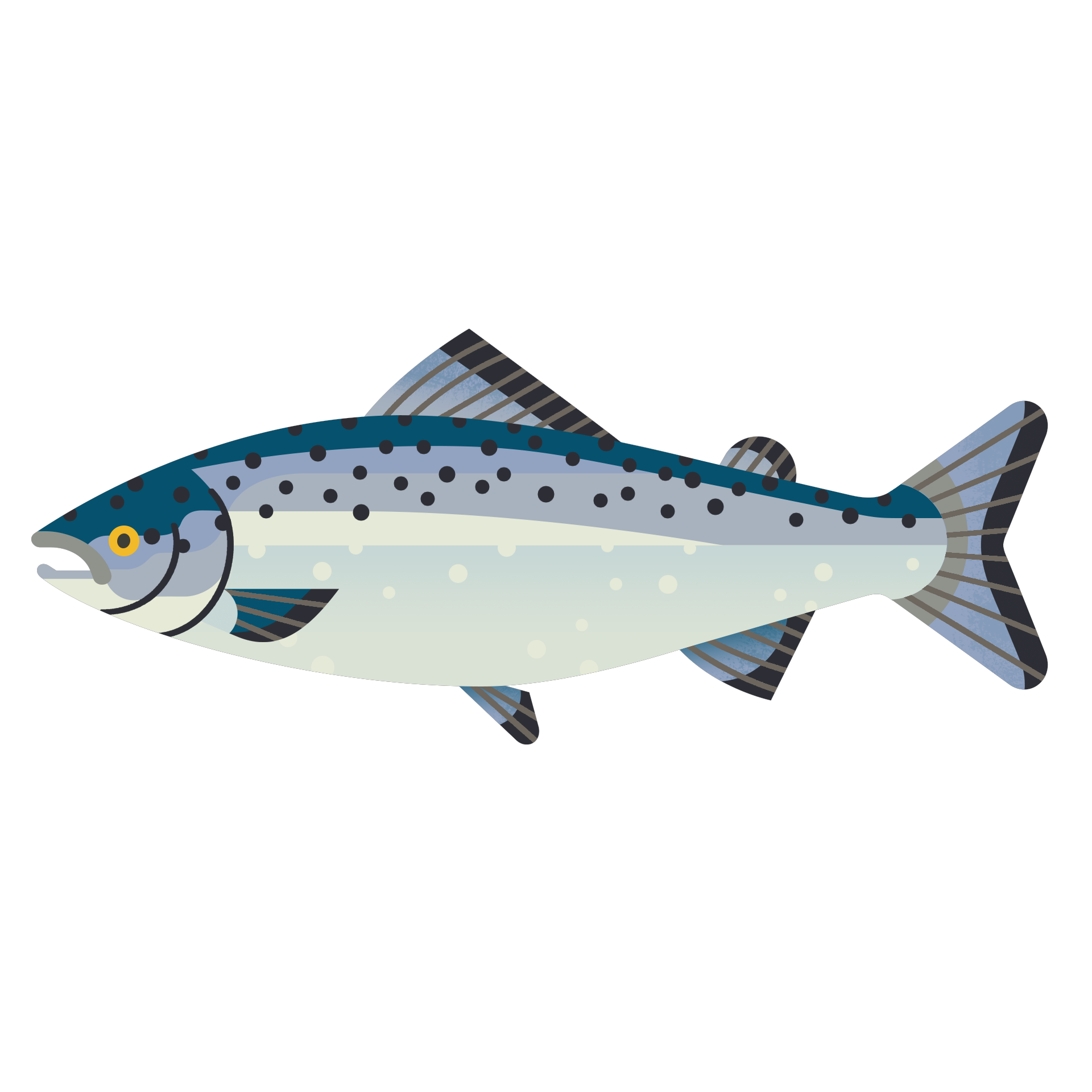 Tuna Fish Species Overview